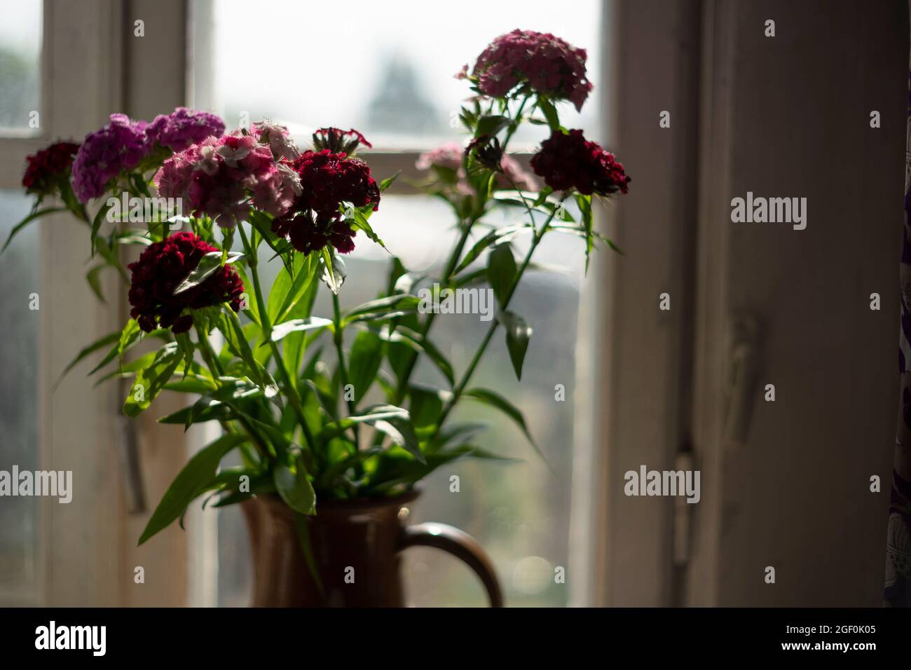 Bouquet de fleurs de williams doux défoqué sur fond de fenêtre flou. Gros plan Banque D'Images