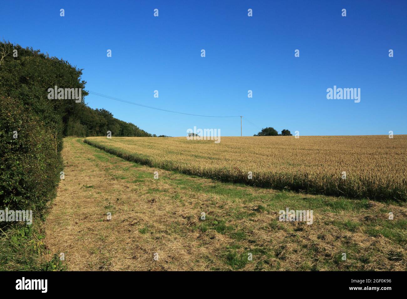 Sentier le long de Hooks Wood et champ sur les North Downs au-dessus de Wye, Ashford, Kent, Angleterre, Royaume-Uni Banque D'Images