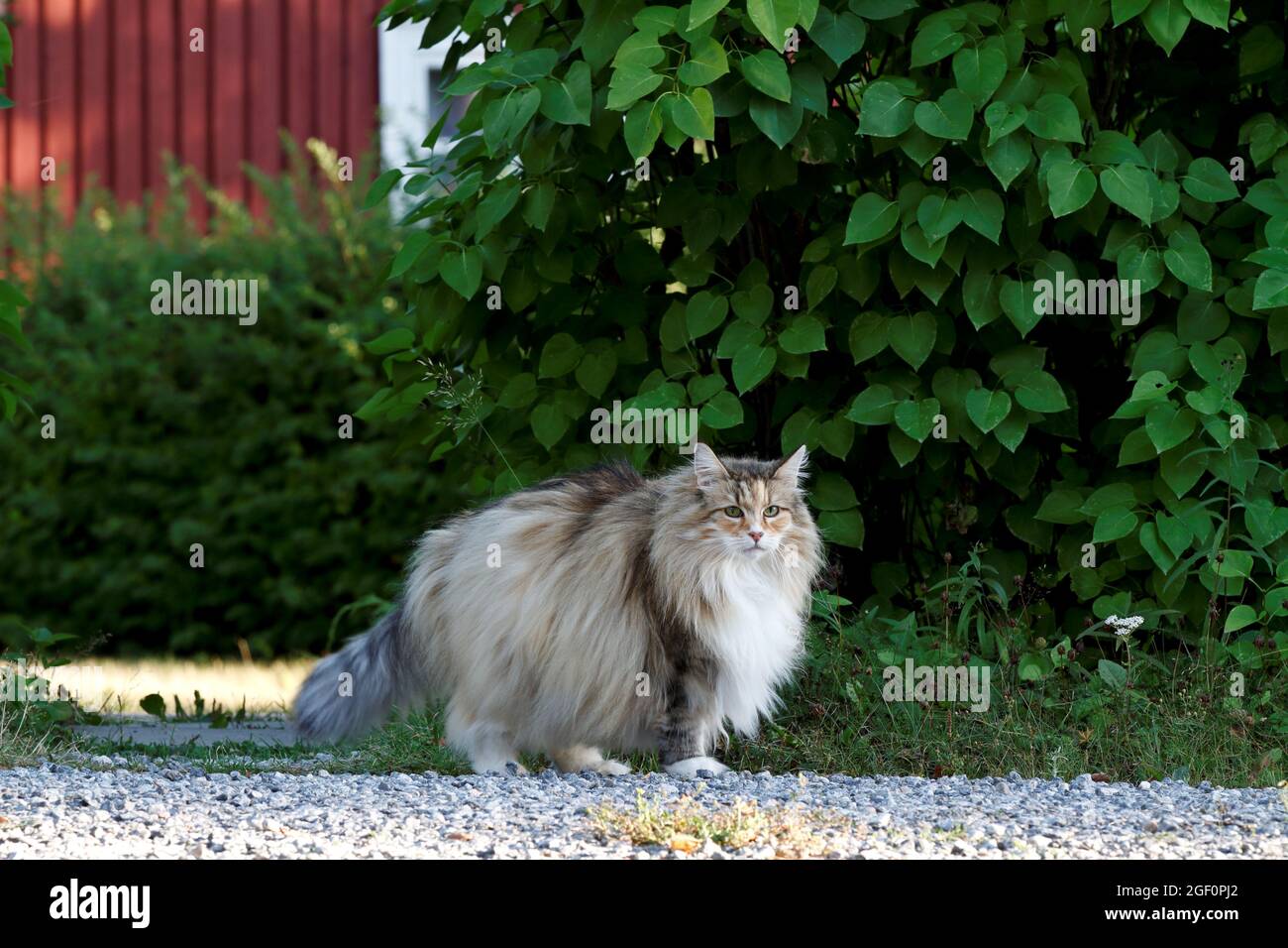Chat de forêt norvégien femelle debout à côté d'une route de campagne un jour d'été Banque D'Images