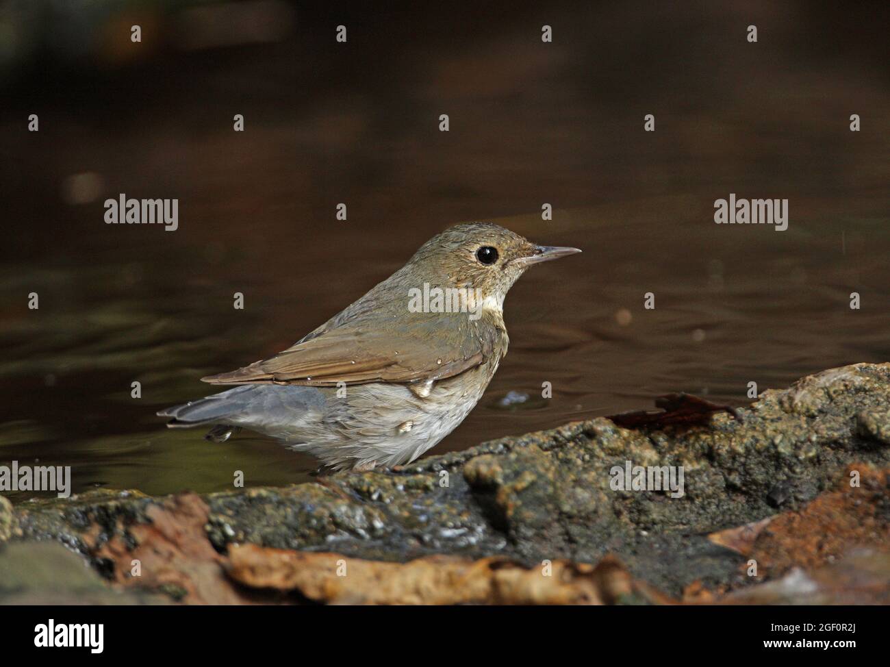 Siberian Blue Robin (Luscinia cyane) adulte femme bain Kaeng Krachan, Thaïlande Février Banque D'Images