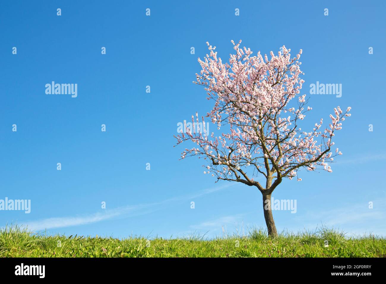Amande en fleurs dans une prairie verte contre le ciel bleu au printemps Banque D'Images