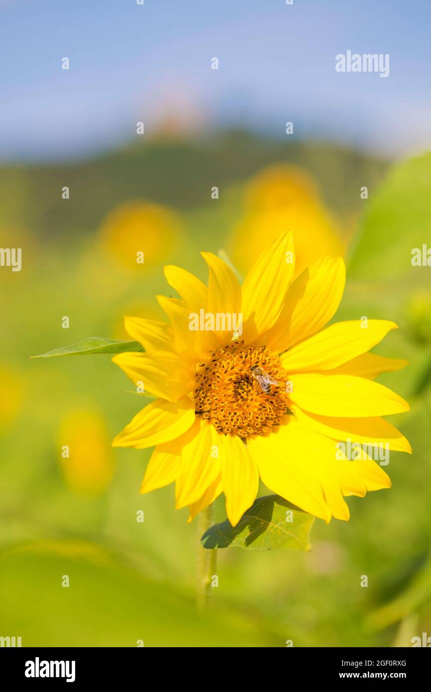 Gros plan d'une tête de fleur d'un tournesol avec pollinisation des abeilles - foyer sélectif Banque D'Images