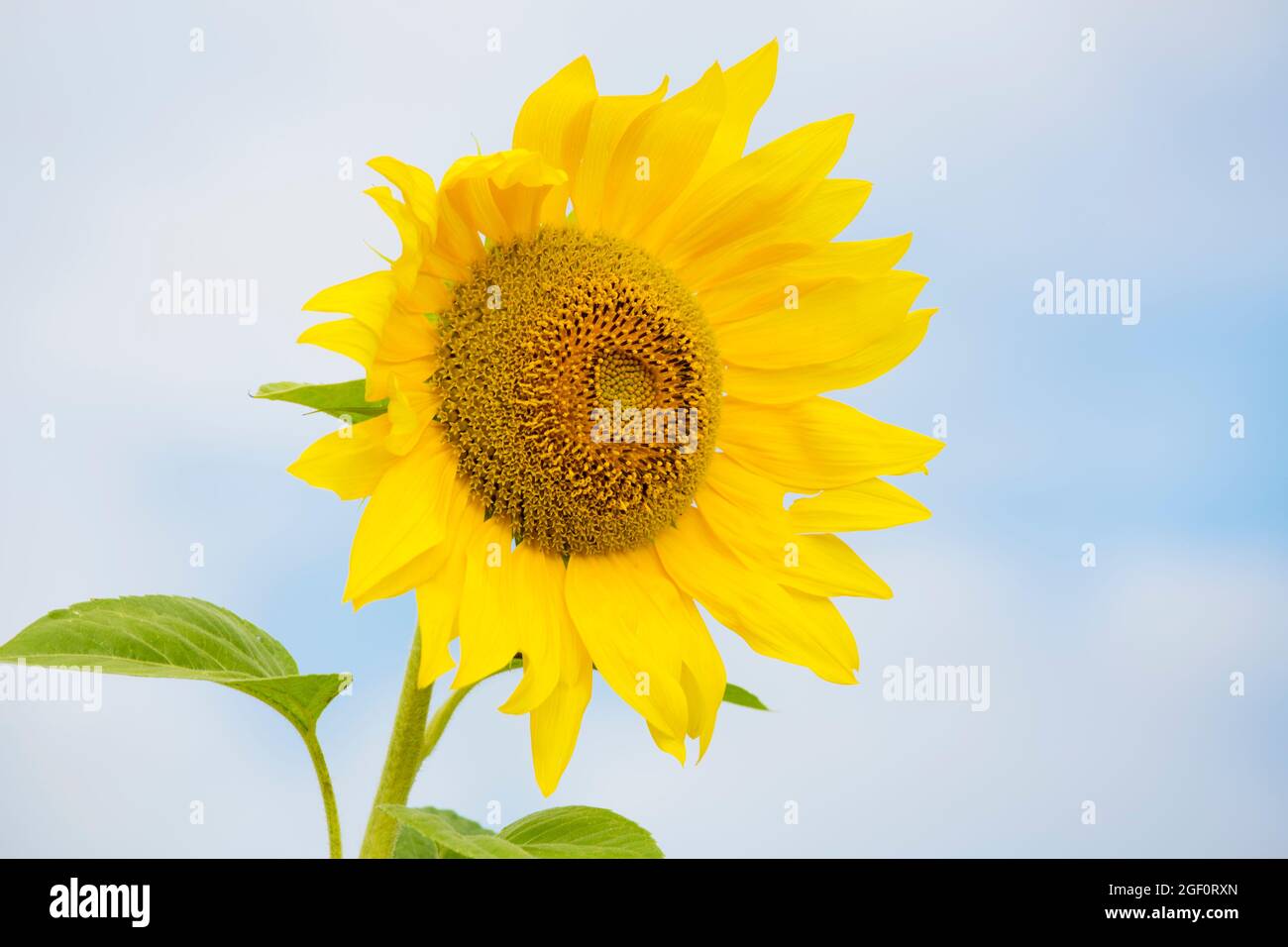 Flowerhead d'un tournesol jaune contre ciel lumineux - foyer sélectif Banque D'Images