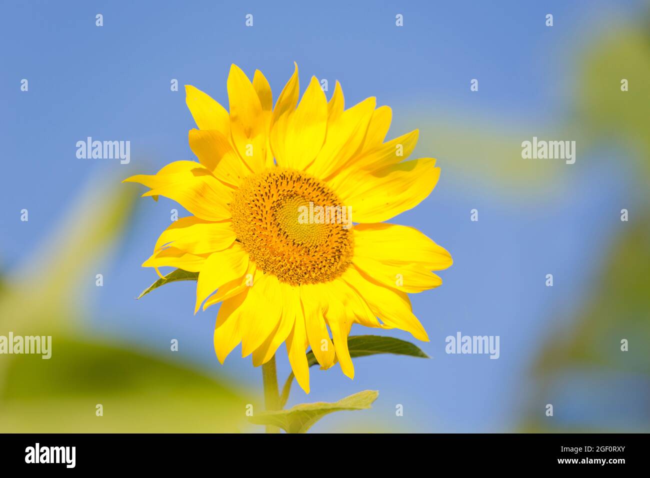 Flowerhead d'un tournesol jaune contre ciel bleu - foyer sélectif Banque D'Images