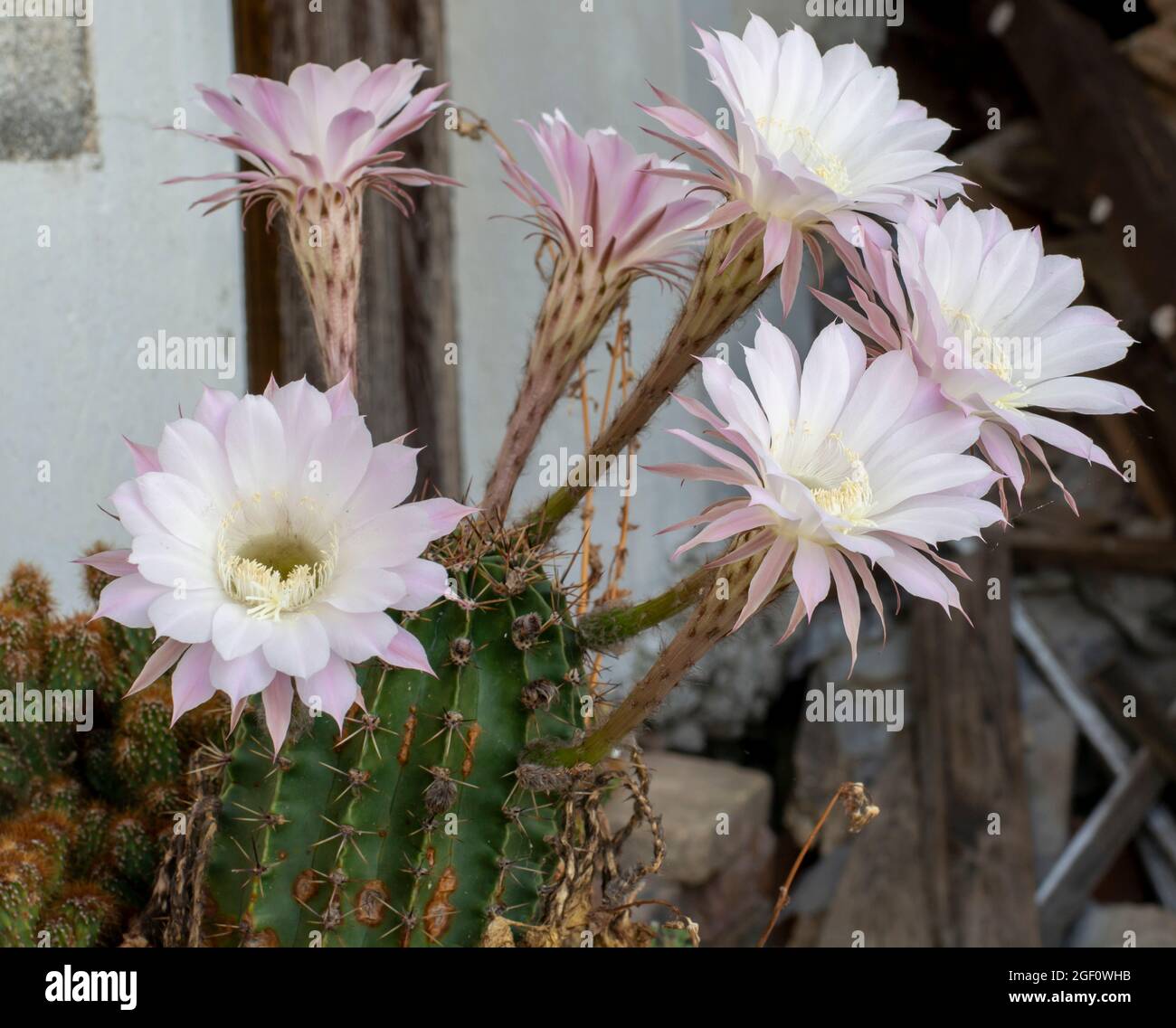 Cactus de hérisson en fleurs. Fleurs blanches d'Echinopsis également  connues sous le nom de Cactus de l'oursin de mer ou du lis de Pâques Photo  Stock - Alamy
