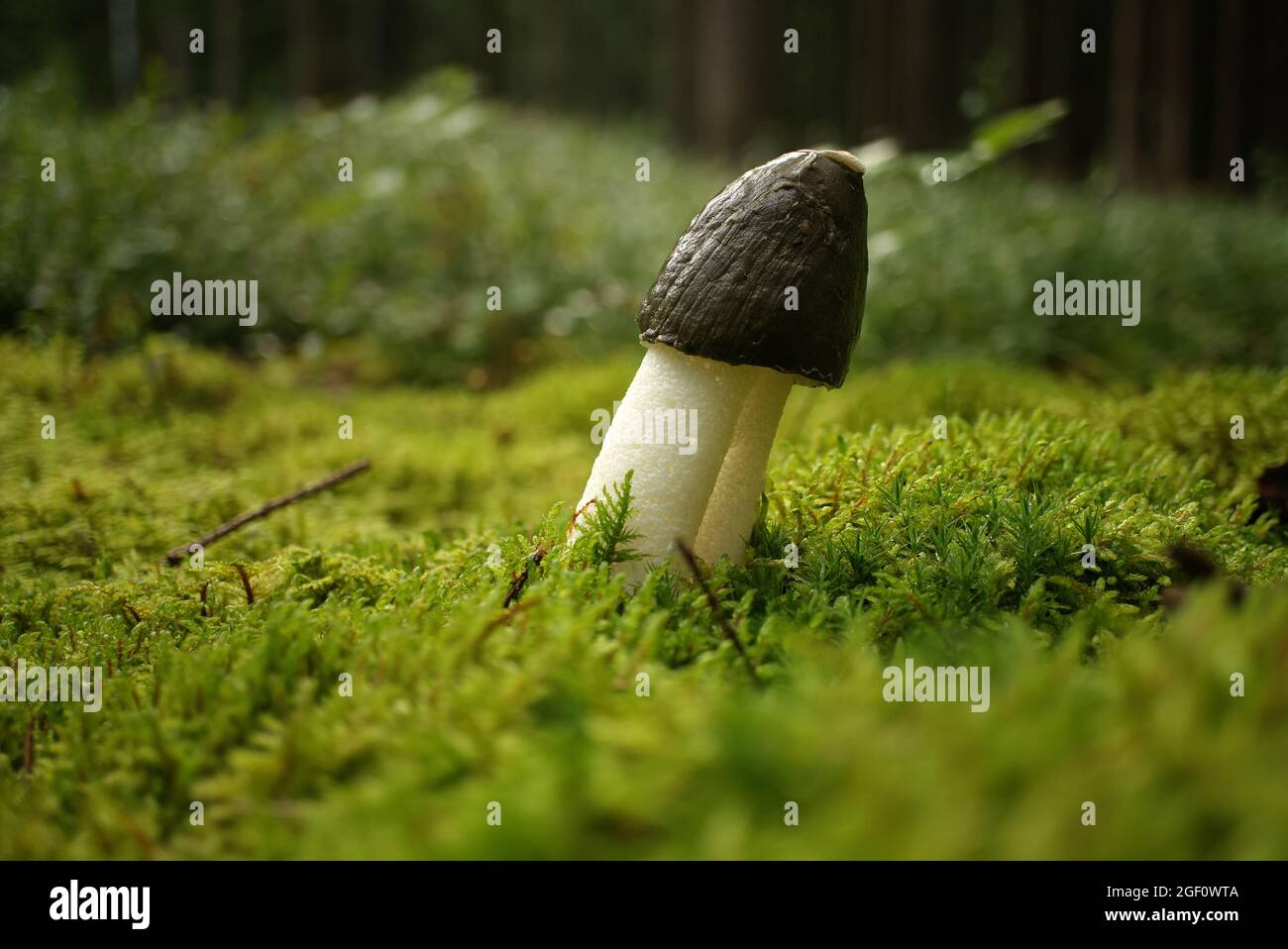 Champignon sauvage de Phallus impudicus poussant sur de la mousse verte luxuriante dans une forêt, vue à angle bas. Phallus impudicus, connu sous le nom de corne de rose commune Banque D'Images