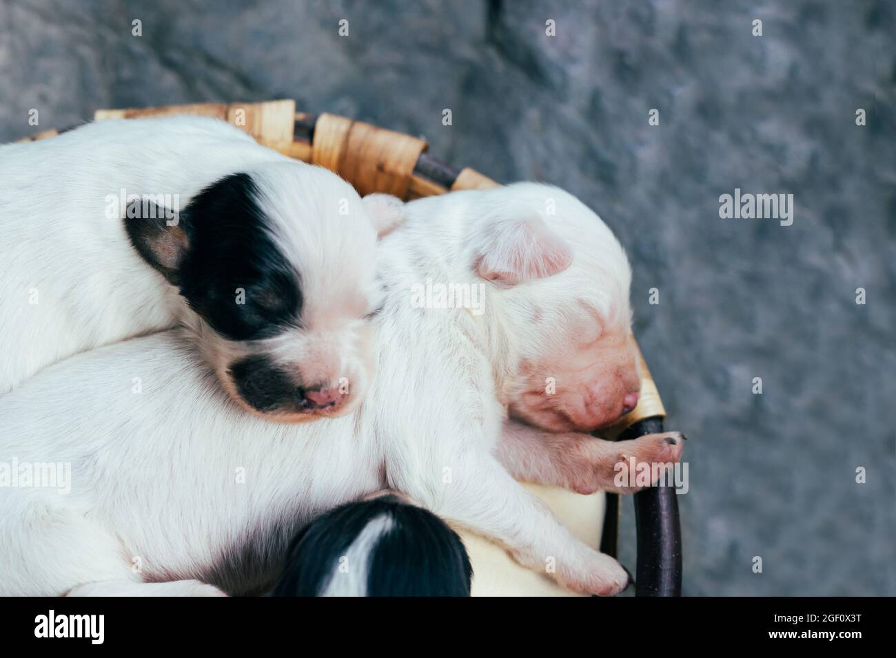 Trois petits chiots de Setter anglais de race avec les yeux fermés dans un panier en bois. Copier l'espace. Banque D'Images