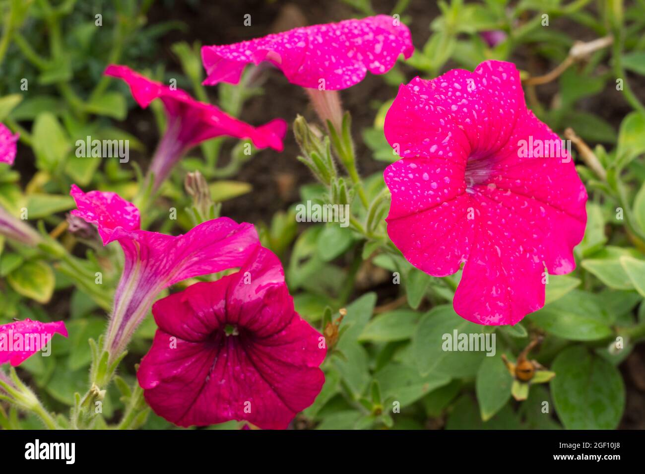 Pétunias rose profond avec gouttes de pluie en fleur, été Royaume-Uni Banque D'Images