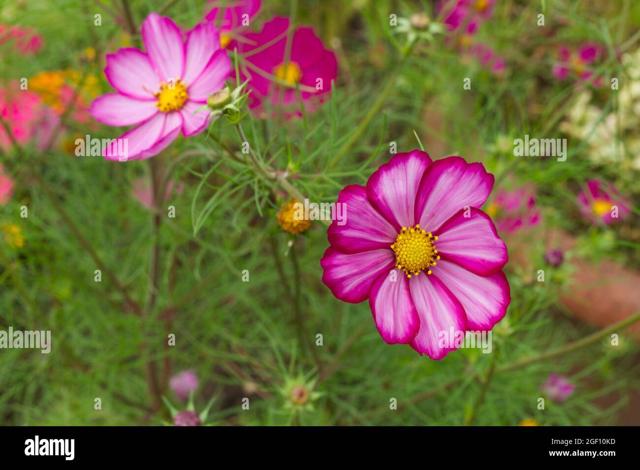 COSMOS bipinnatus en fleur, une variété de picotee en été au Royaume-Uni  Photo Stock - Alamy