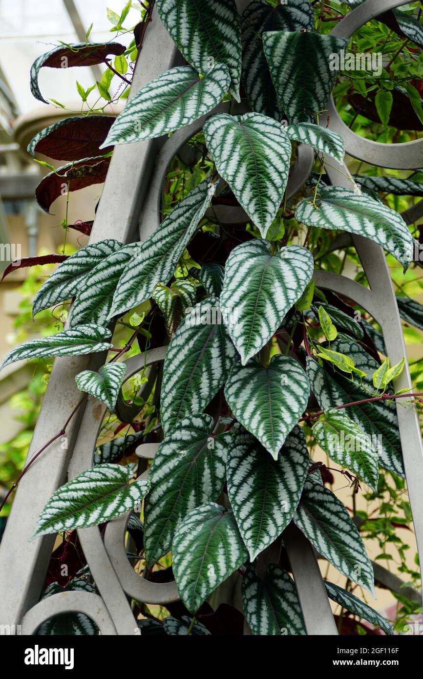 Belle plante tropicale d'escalade de Cissus discolor, également connu sous le nom de Cissus Javana Banque D'Images