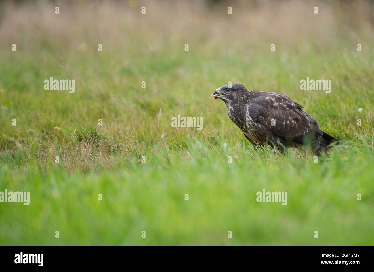 Buteo buteo (Buteo buteo) manger de la nourriture qu'il a récupérée Banque D'Images