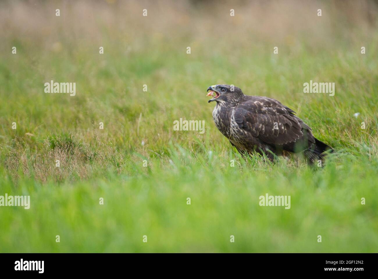 Buteo buteo (Buteo buteo) manger de la nourriture qu'il a récupérée Banque D'Images