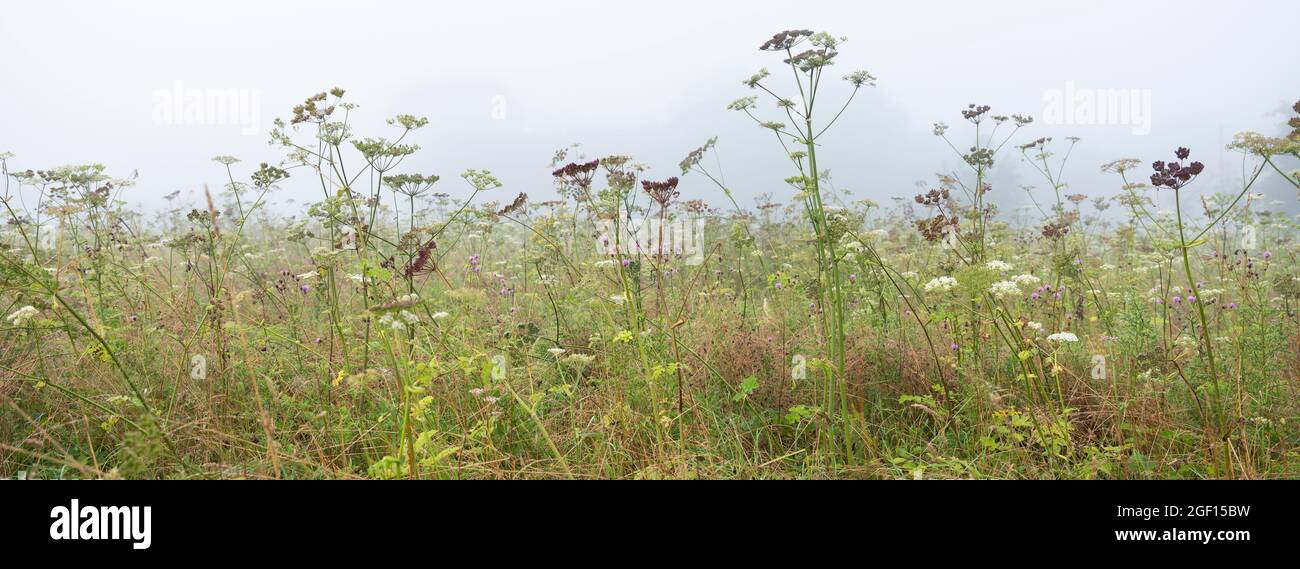 champ avec fleurs d'été dans la brume matinale près de rouen en normandie française Banque D'Images