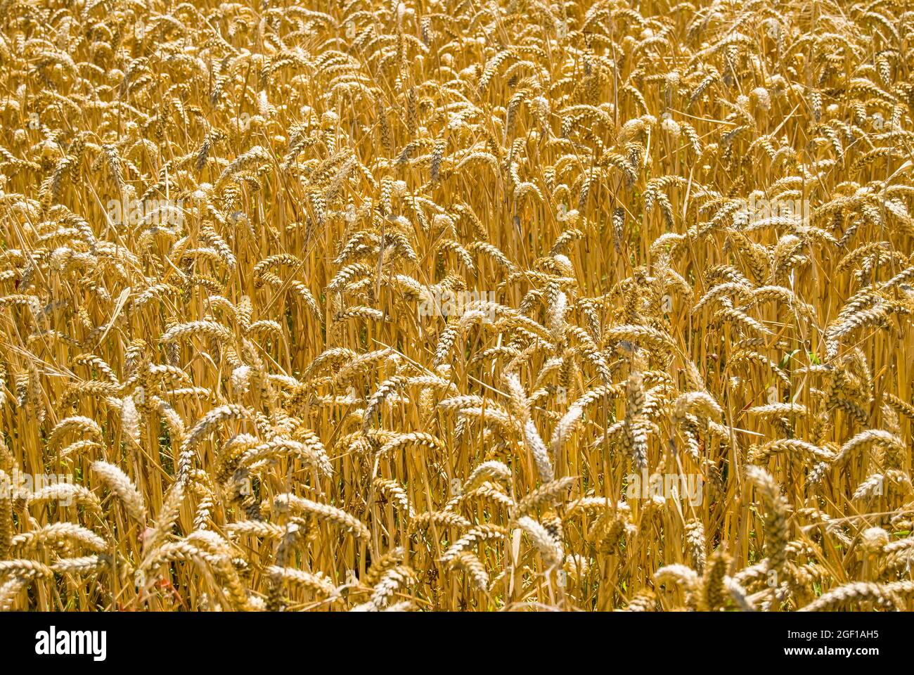 Dans le champ de blé mûr, près de Ashburton, Canterbury, Nouvelle-Zélande Banque D'Images