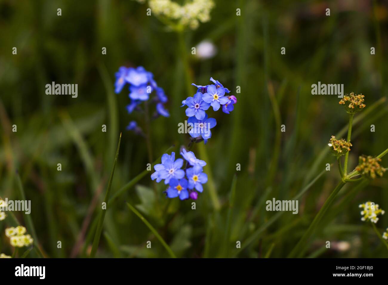 Un cliché sélectif de fleurs alpines oubliées-me-pas Banque D'Images
