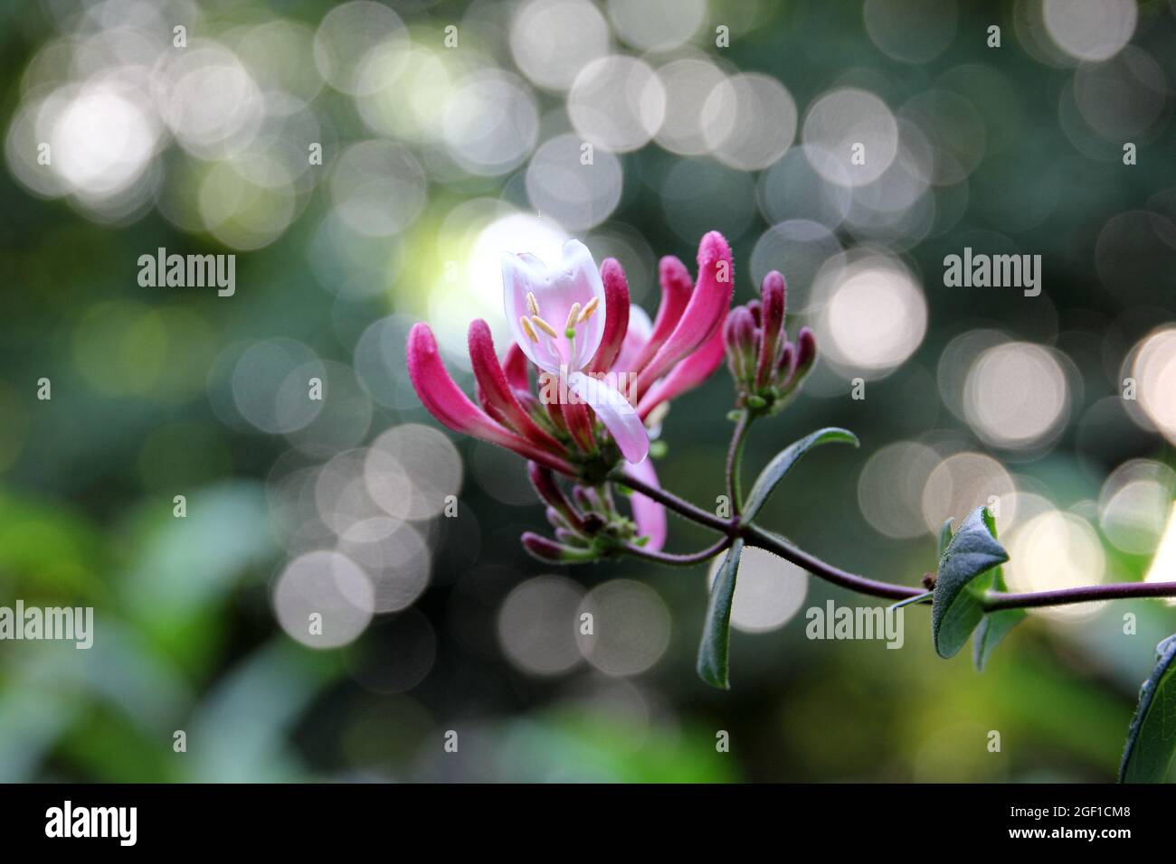 Les fleurs en fleurs de la feuille de miel perfoliée dans le fond flou avec des lumières de bokeh Banque D'Images