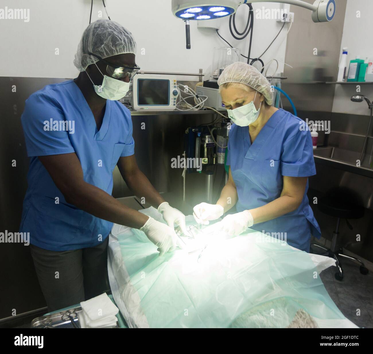 Vétérinaires pendant l'opération dans une clinique vétérinaire Banque D'Images