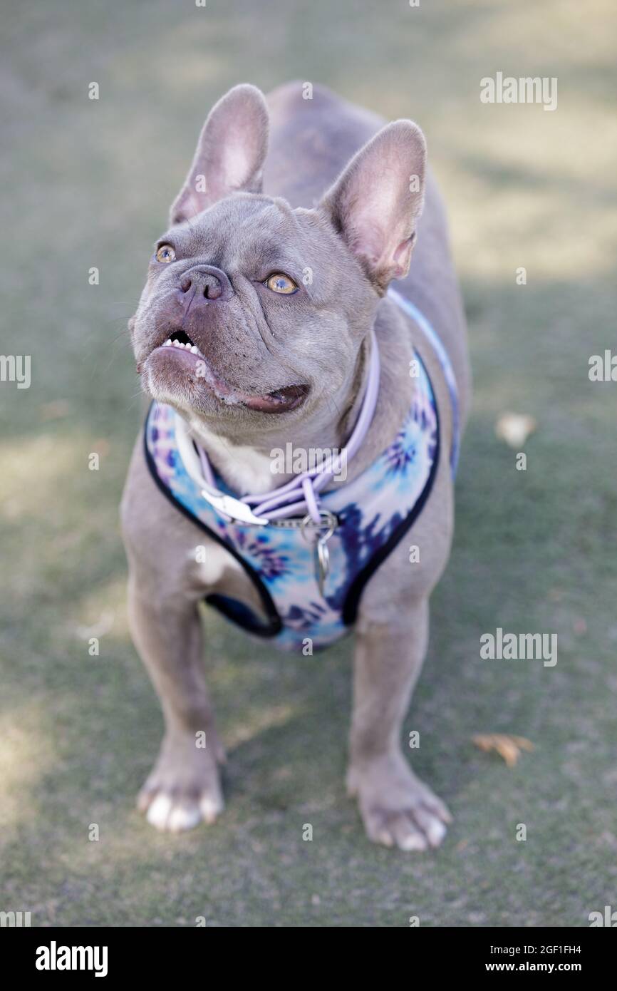 1 an-Old lilas brindle avec brun merle femelle chiot Frenchie regardant en alerte. Parc pour chiens hors-laisse dans le nord de la Californie. Banque D'Images