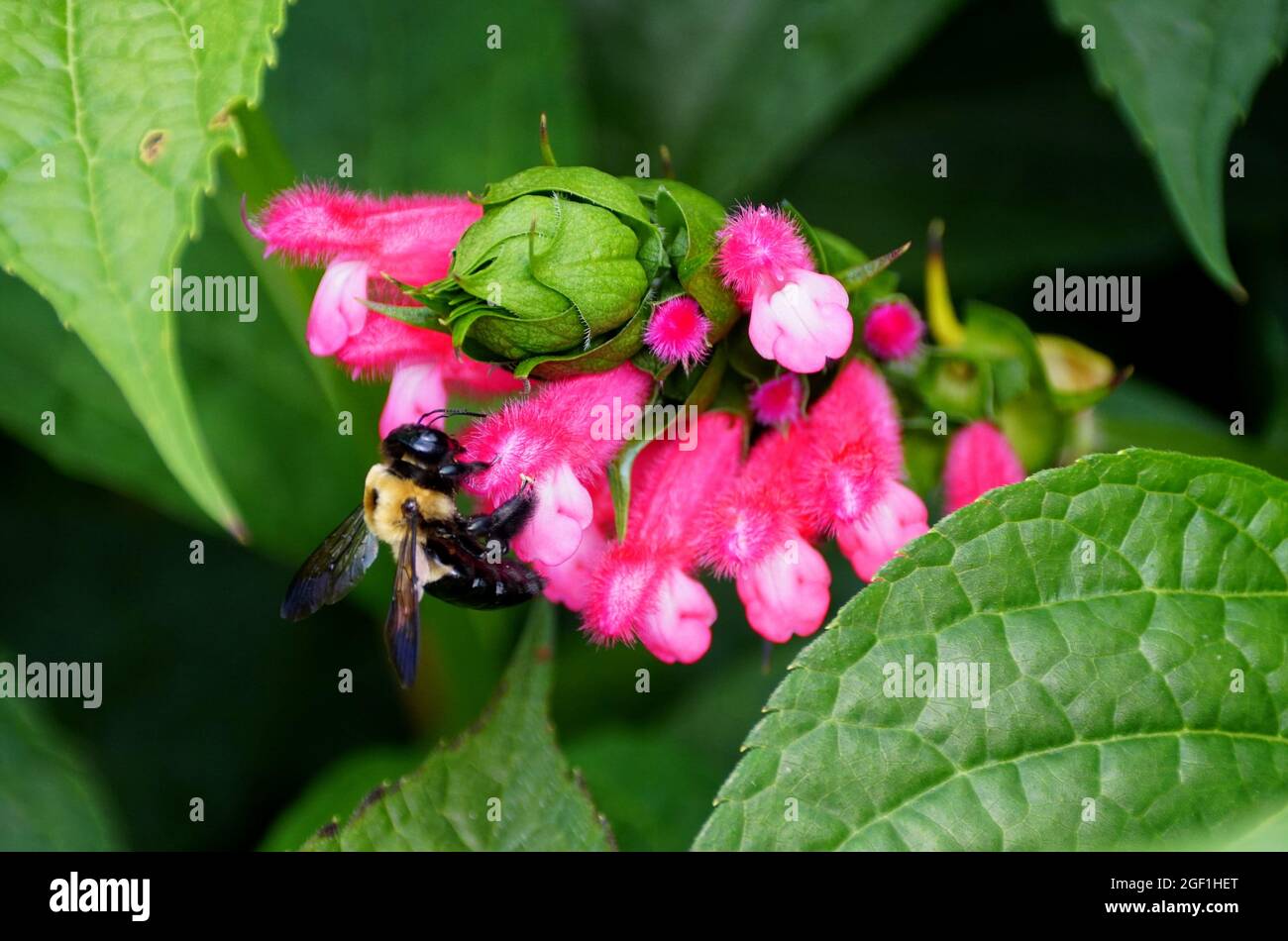Une abeille pollinisant une minuscule fleur rose Banque D'Images