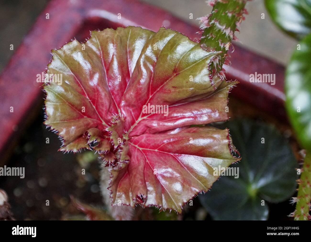 Une feuille juvénile rouge et verte brillante de la plante rhizomateuse  Begonia Photo Stock - Alamy