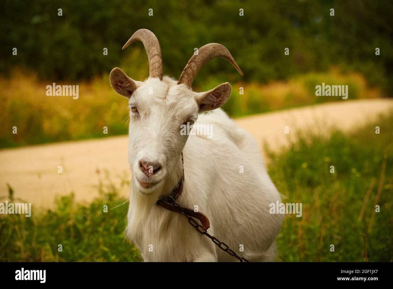 La chèvre à cornes blanches est grachée sur de l'herbe verte par une journée d'été Banque D'Images