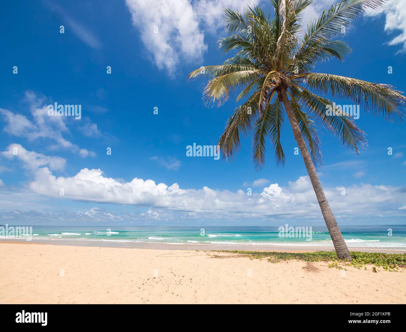 Palmiers A Noix De Coco Et Mer Tropicale Vacances D Ete Et Concept De Plage Tropicale Le Cocotier Pousse Sur Une Plage De Sable Blanc Seul Arbre De Noix De Coco En Fr