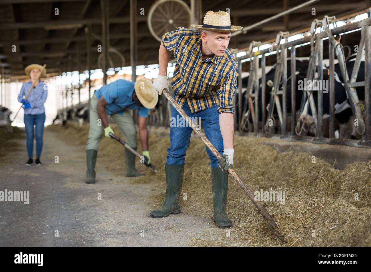 Diligent agriculteur travaillant dans le cowshed, engagé dans la reproduction de la traite holstein co Banque D'Images