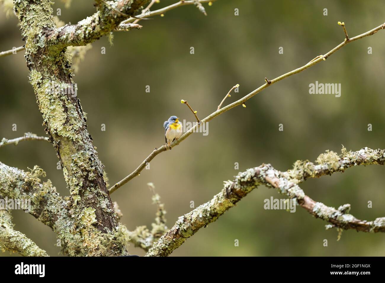 Parula adulte mâle du nord dans un plumage de reproduction perché sur une succursale du New Jersey, États-Unis Veuillez contacter : info@greggard.com pour obtenir des informations sur la licence www.G Banque D'Images