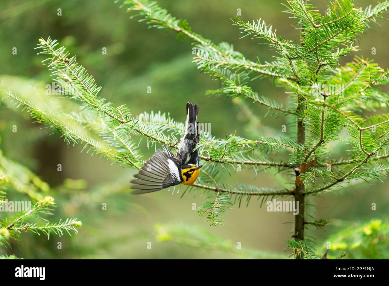 Une Paruline Blackburnienne mâle adulte ( Setophaga fusca ) ouvre son aile en se penche vers l'avant pour attraper un bogue se cachant sous la branche New Jersey, USA PLE Banque D'Images