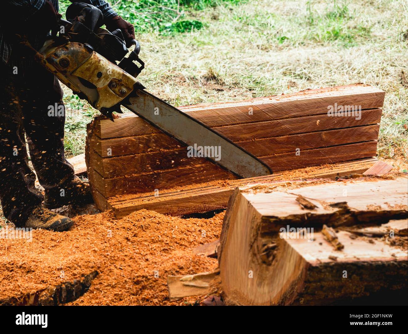 Tronçonneuse en mouvement coupant du bois. Ouvrier de bûcherons tenant une vieille tronçonneuse et sciant le bois, gros arbre dans le bois, sciure de bois qui survole. Banque D'Images