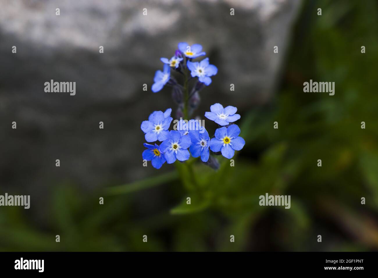 Gros plan sur les Alpes en fleurs Forget-me-not sur le terrain Banque D'Images