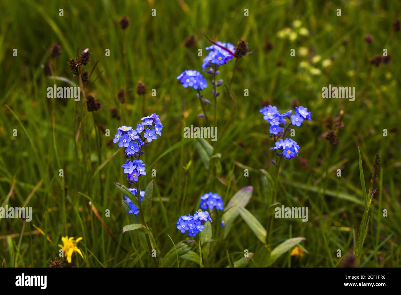 Floraison alpine oublier-me-pas sur le terrain Banque D'Images
