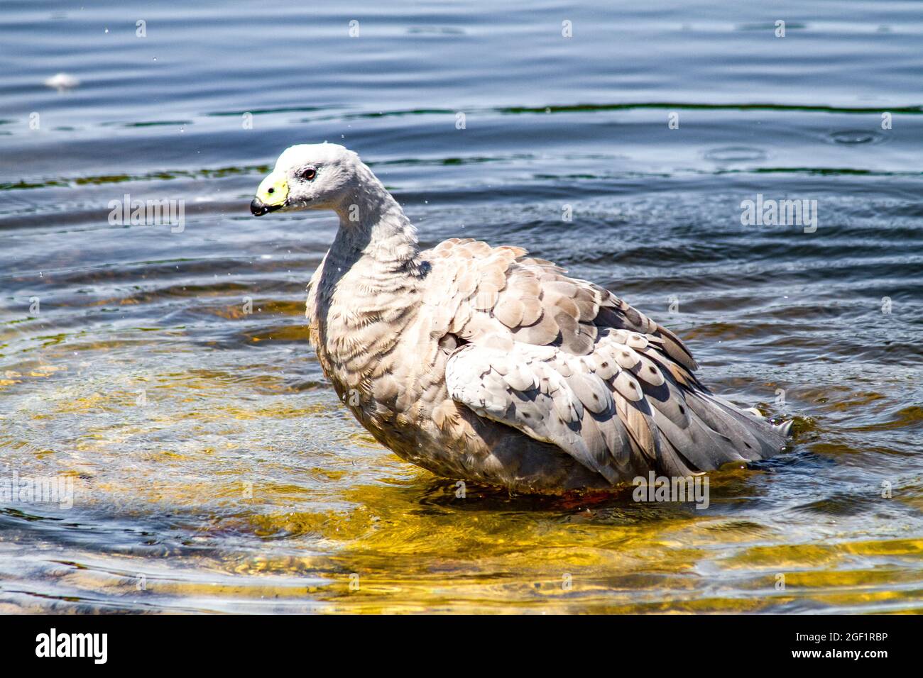 Bel animal en Tasmanie île Australie Banque D'Images