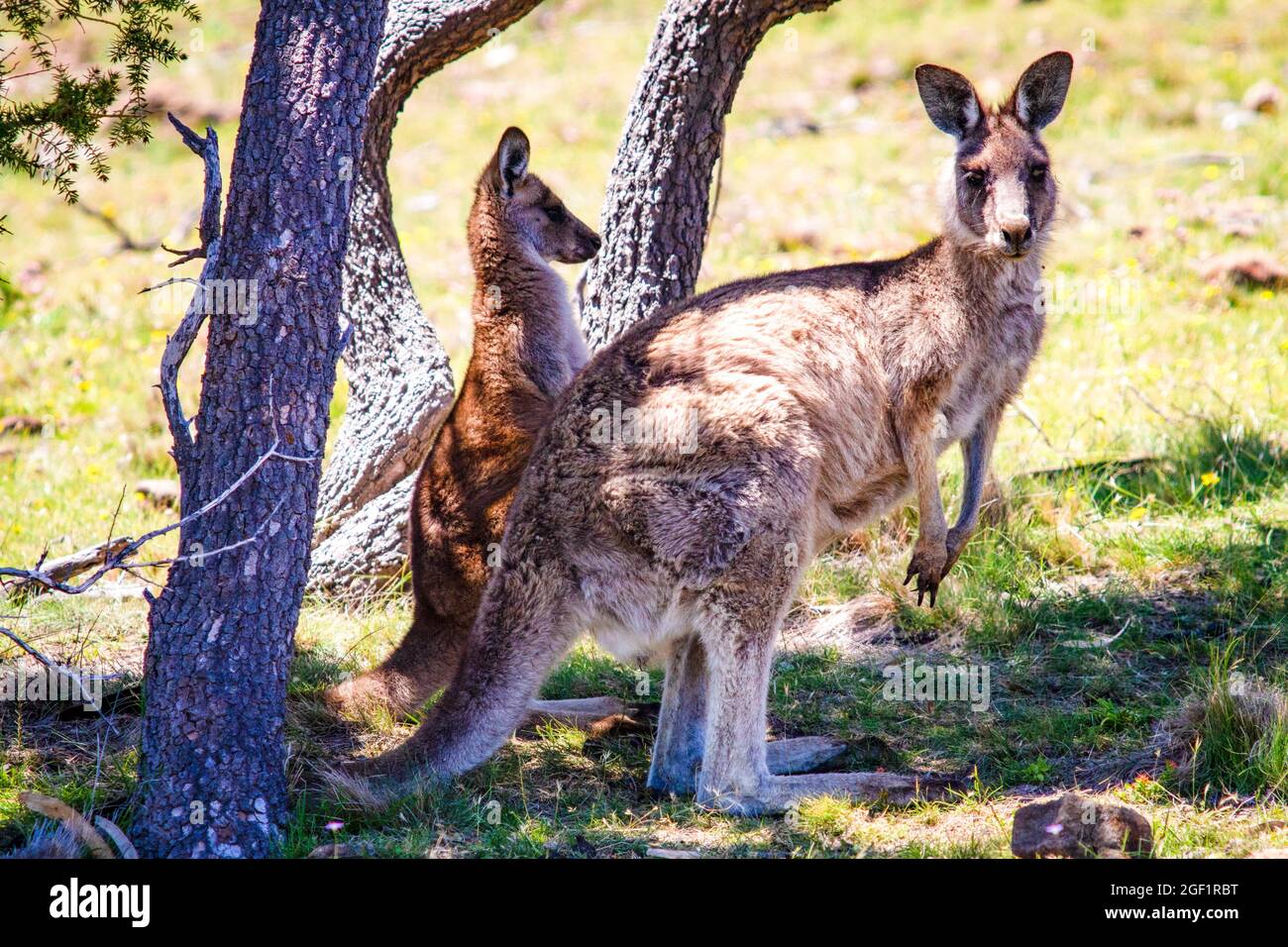 Bel animal en Tasmanie île Australie Banque D'Images