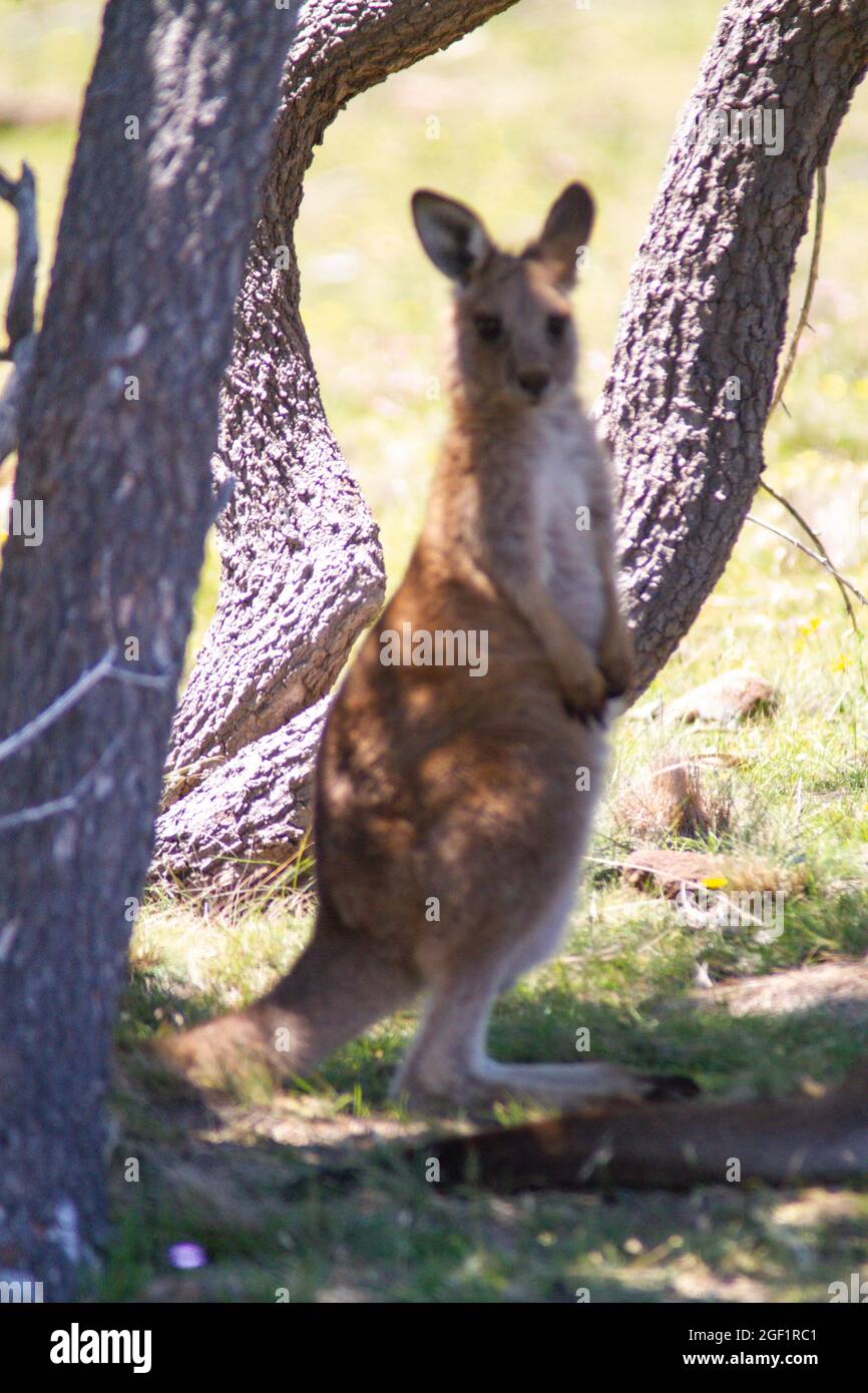 Bel animal en Tasmanie île Australie Banque D'Images