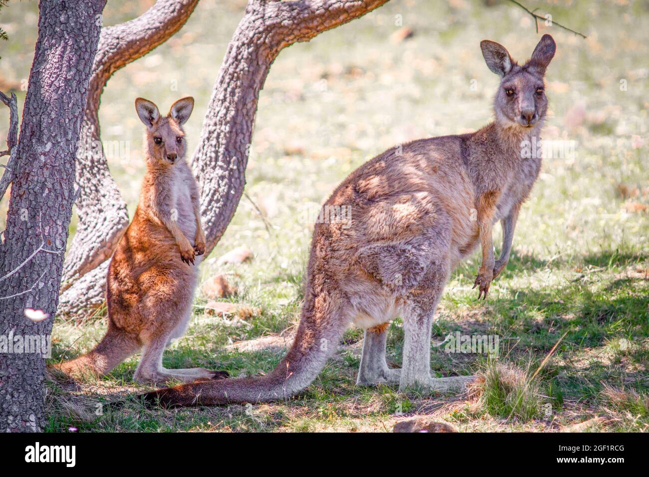 Bel animal en Tasmanie île Australie Banque D'Images