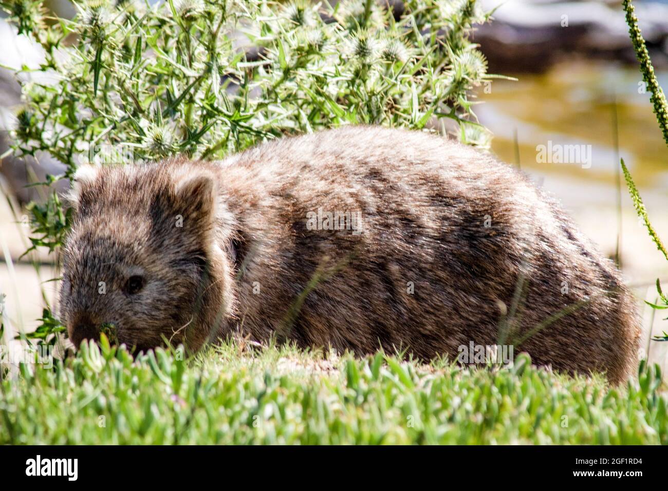Bel animal en Tasmanie île Australie Banque D'Images