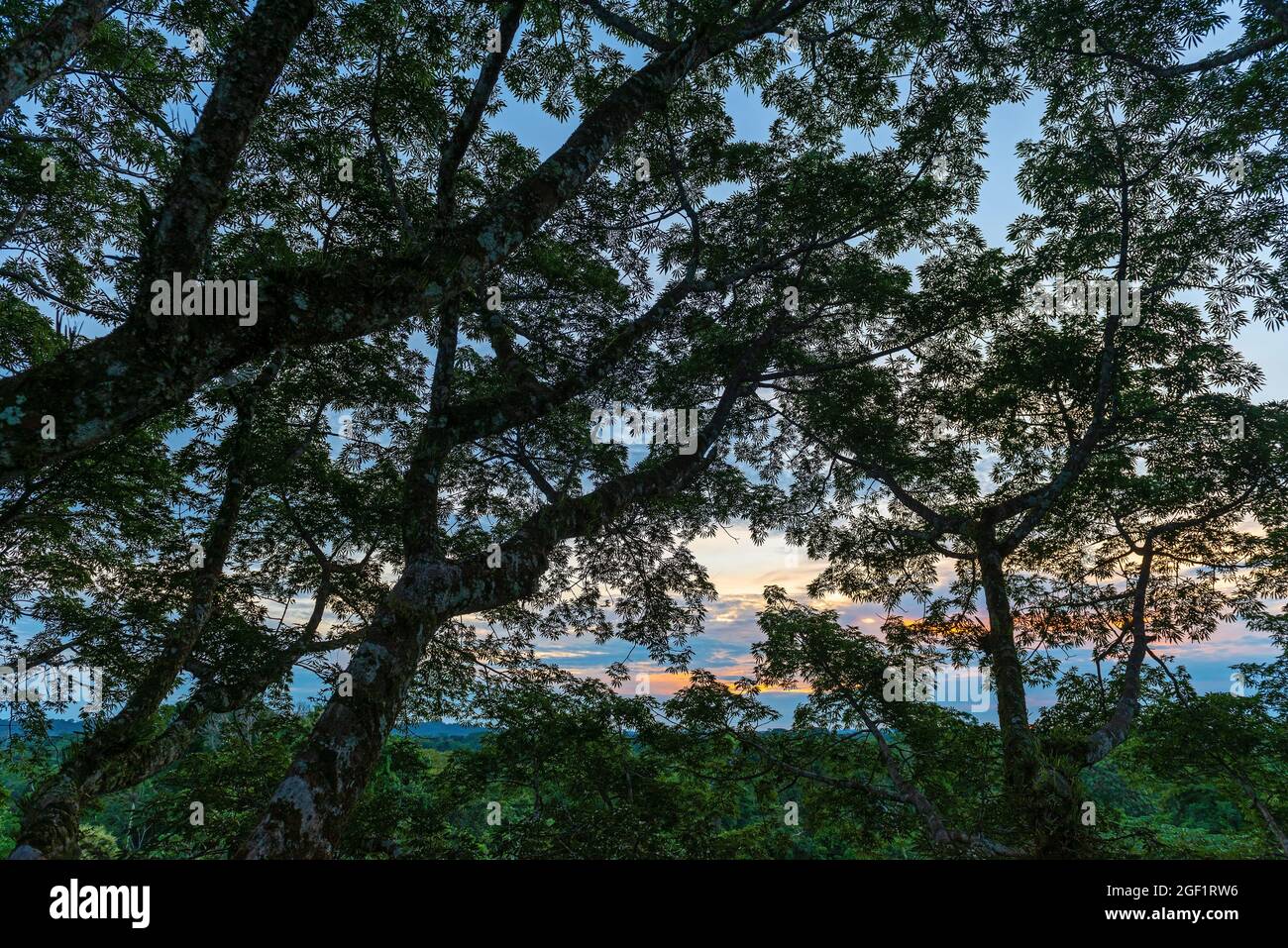 Laisse le coucher de soleil silhouette dans un arbre de ceiba, parc national de Yasuni, forêt amazonienne, Equateur. Banque D'Images