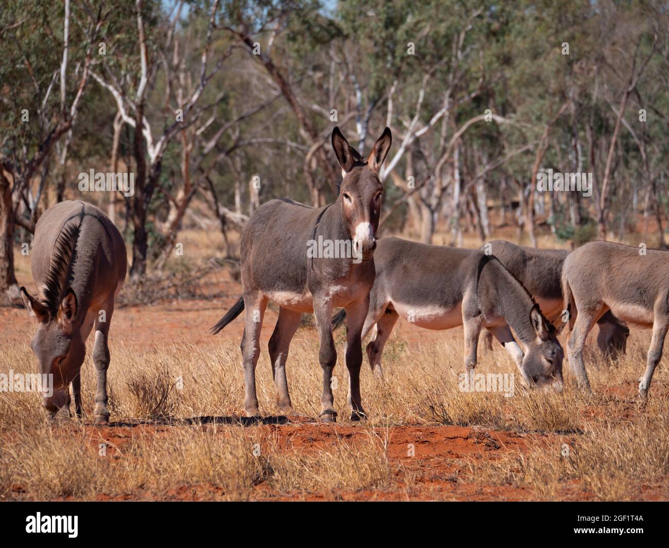 Un troupeau d'ânes sauvages, Equus africanus asinus, dans l'Outback de l'Australie centrale Banque D'Images