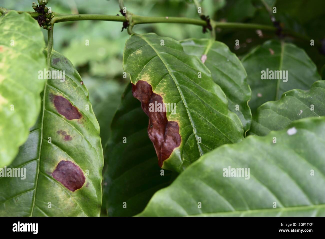 Dommages bruns et jaunes par l'anthracnose sur la feuille verte de l'arbre de la plante de café de Robusta, maladies végétales qui endommagent l'agriculture Banque D'Images