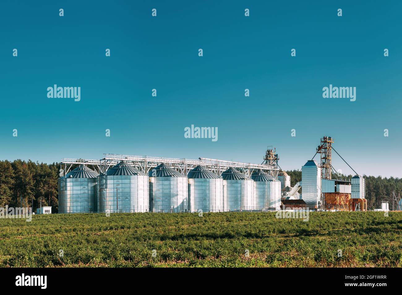 Grenier, complexe de séchage de grains, silos de grains commerciaux ou de semences dans un paysage rural ensoleillé d'été. Silos de maïs, terminal de grain intérieur, grain Banque D'Images