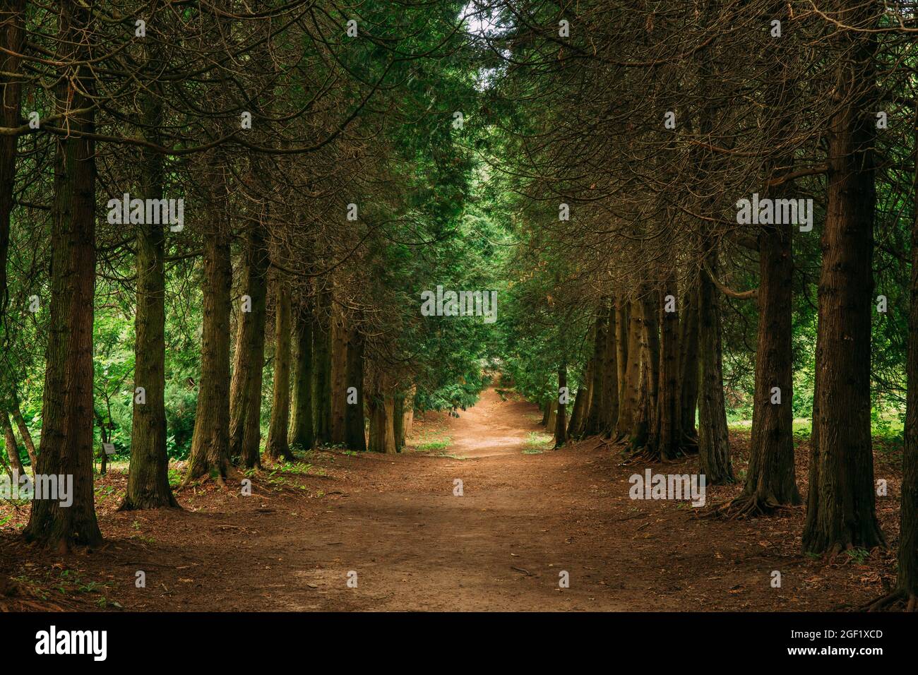 Chemin de chemin de passage à travers les conifères de Thuja vert dans la forêt. Belle allée, route dans le parc. Sentier, tunnel naturel, chemin à travers la forêt d'été Banque D'Images