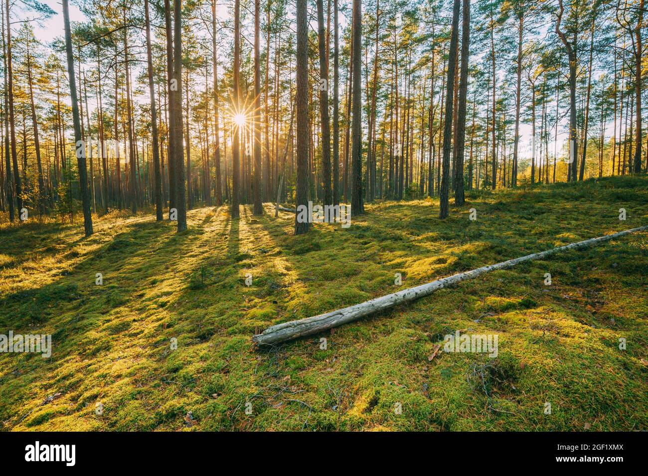 Le Bélarus. Beau Coucher de soleil lever de soleil dans la forêt de conifères d'été ensoleillé. Rayons de soleil brillent à travers bois et paysage de forêt Banque D'Images