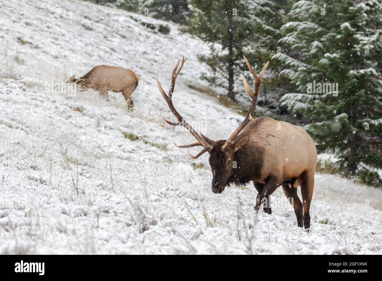 Elk de taureau mûr marchant sur une colline latérale Banque D'Images