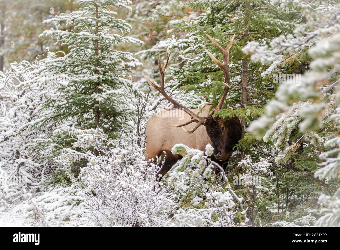 Énorme élan de Bull se nourrissant dans un environnement couvert de neige. Banque D'Images