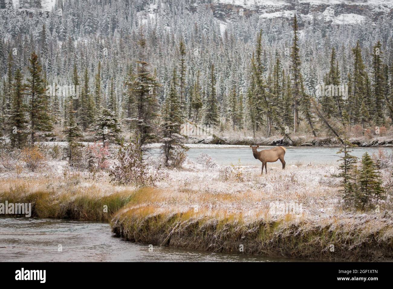 Lonesome Elk femelle debout sur l'île près de la rivière Banque D'Images