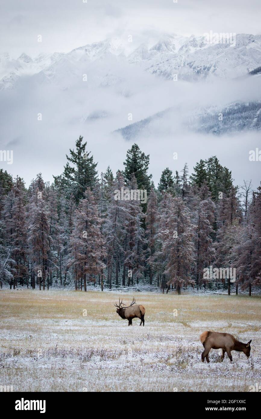 L'élan de taureau et de vache se nourrissant dans un pré couvert de neige. Banque D'Images