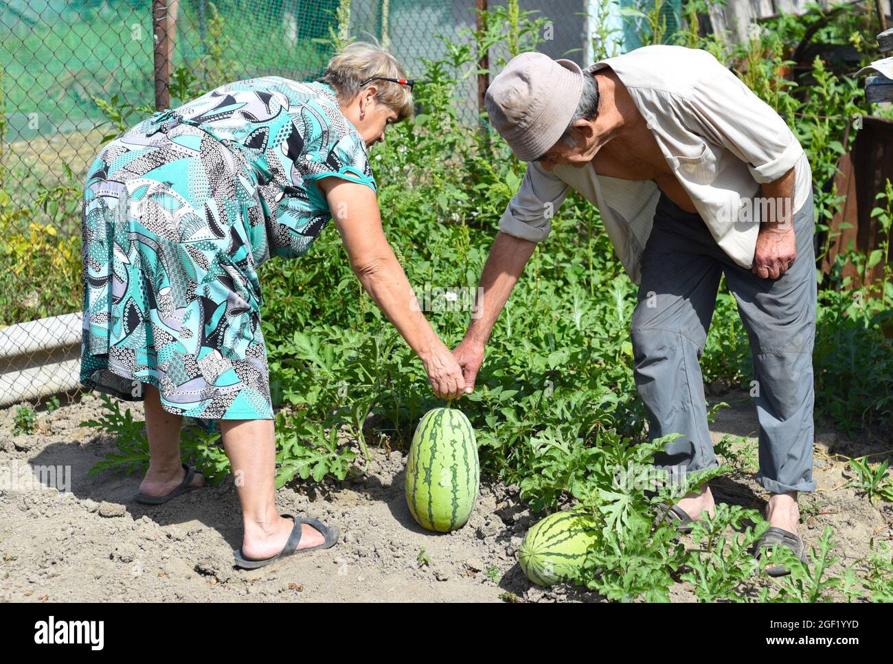 Couple de personnes âgées récolte des pastèques dans le village Banque D'Images