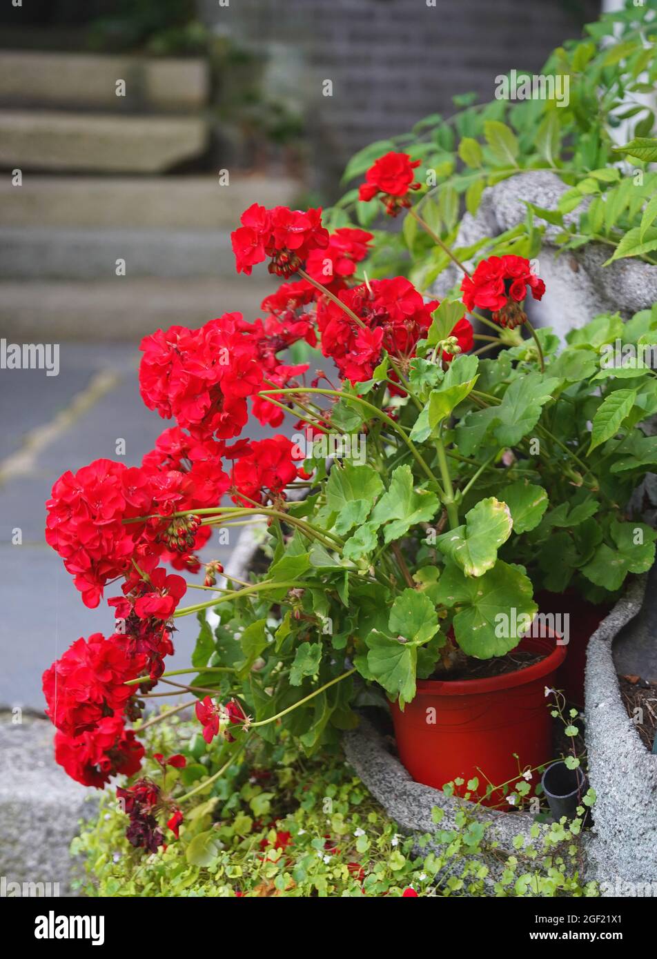 Un beau pélargonium rouge dans une marmite en plastique rouge est debout dans un jardin en face des escaliers en pierre (flou en arrière-plan). Banque D'Images