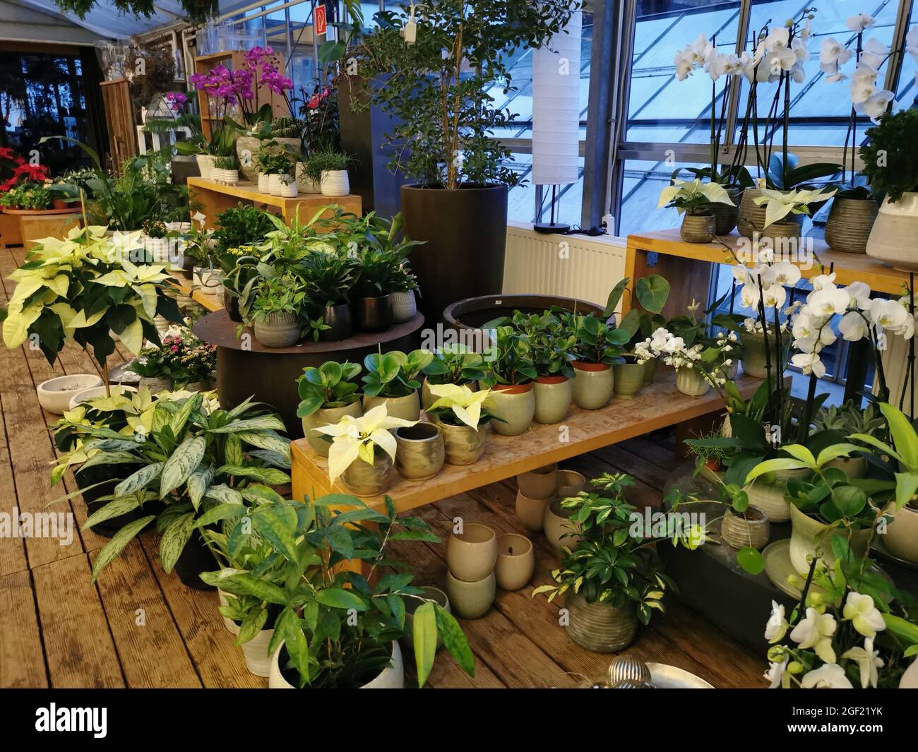 Belle photo de plantes de maison dans différentes tailles de pots à l'intérieur Banque D'Images